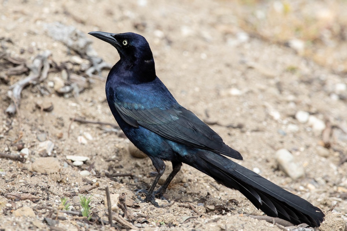 Great-tailed Grackle - ML105908061