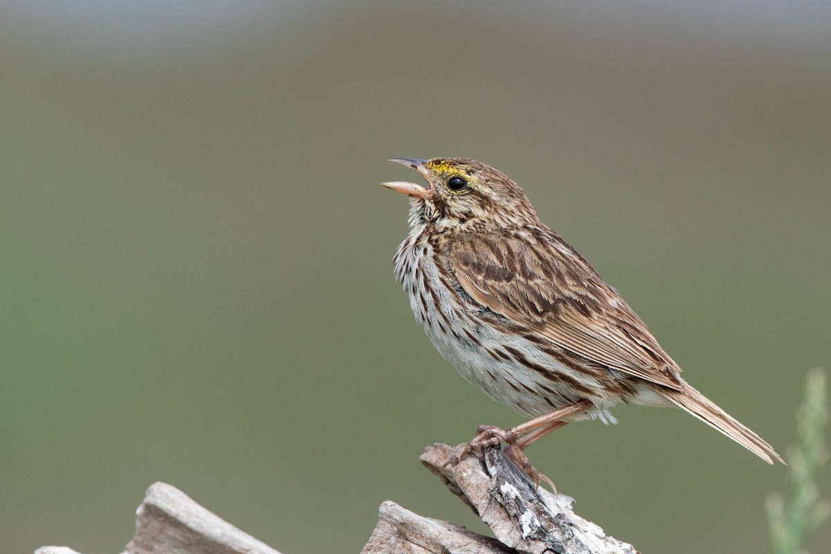 Savannah Sparrow - ML105908261