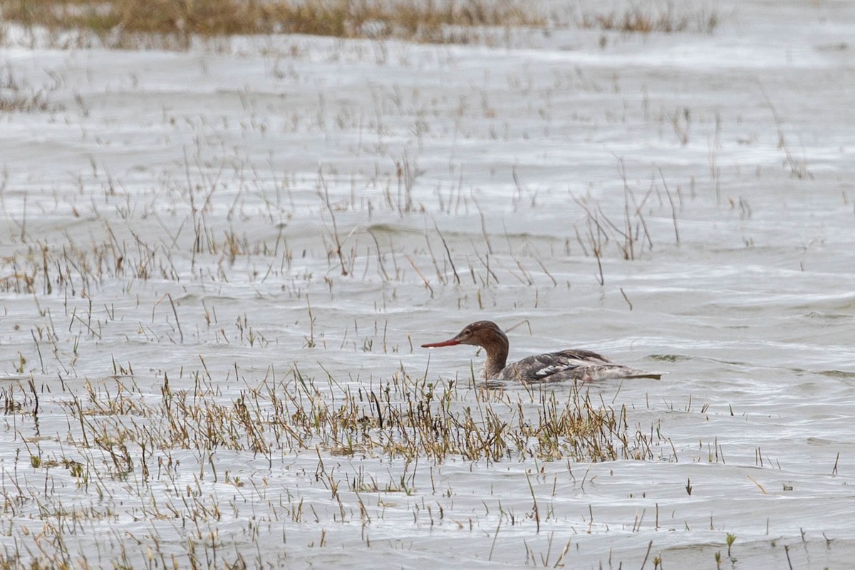 Red-breasted Merganser - ML105908491