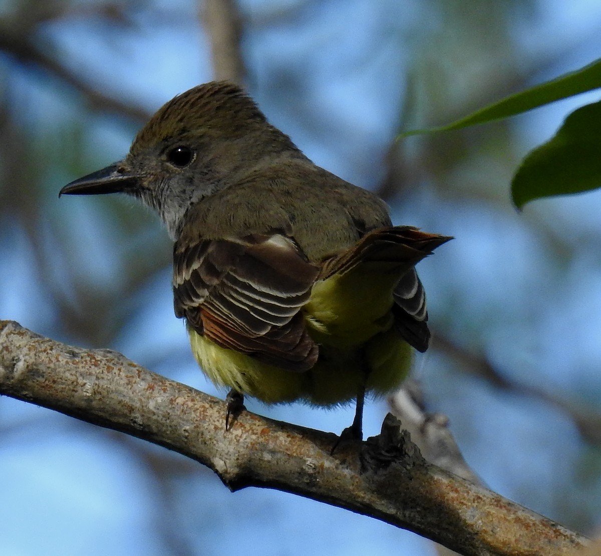 Great Crested Flycatcher - Richard Klauke