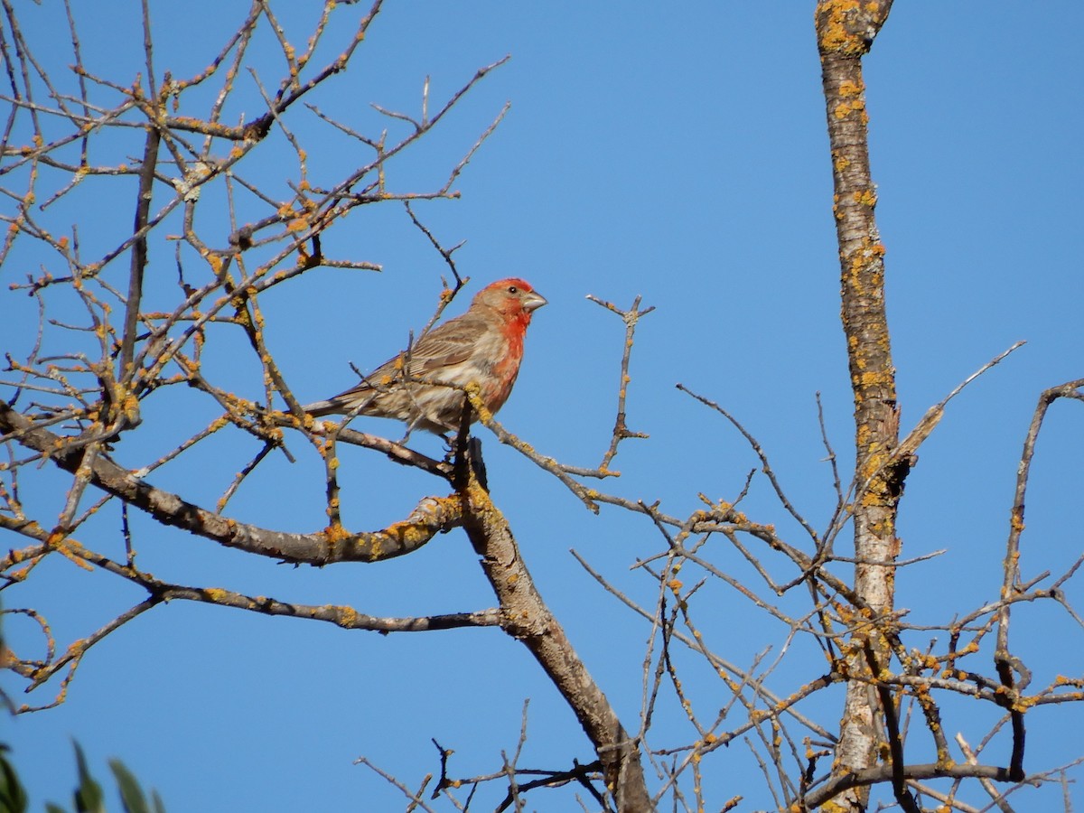 House Finch - ML105911331