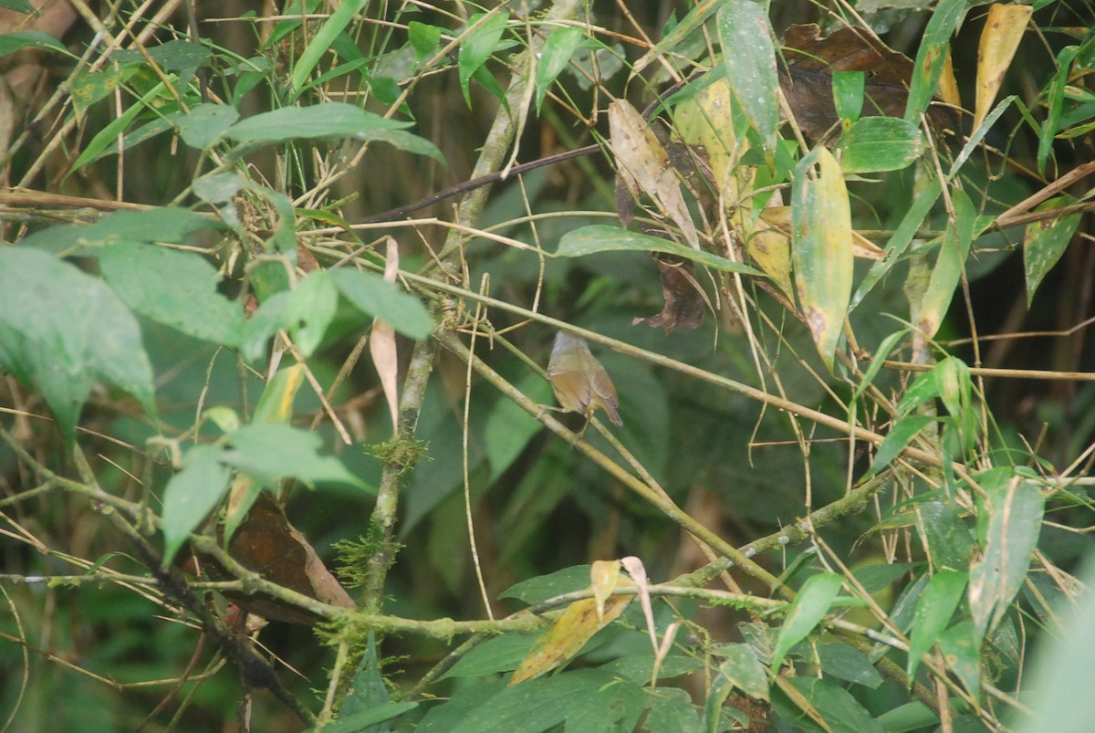 Olivgrau-Ameisenvogel - ML105912191