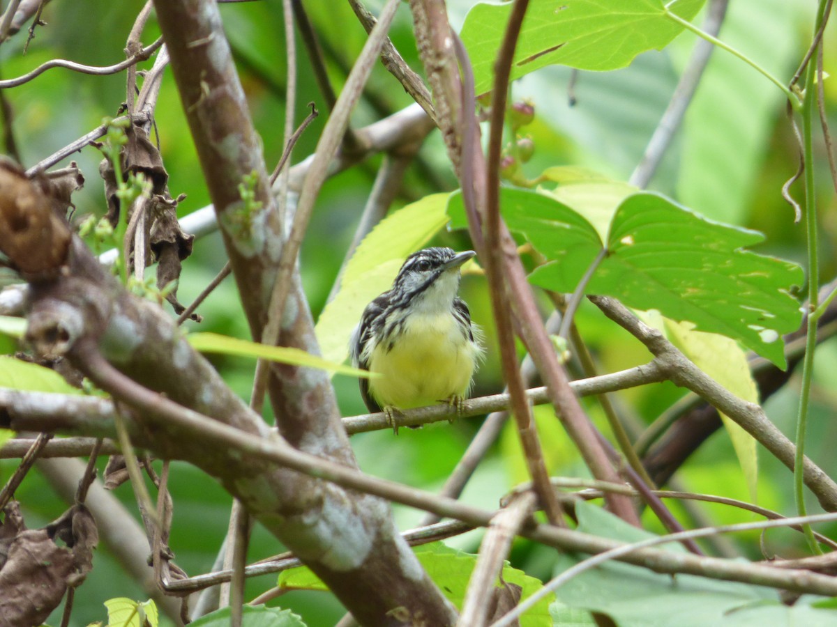 Pygmy Antwren - ML105915991