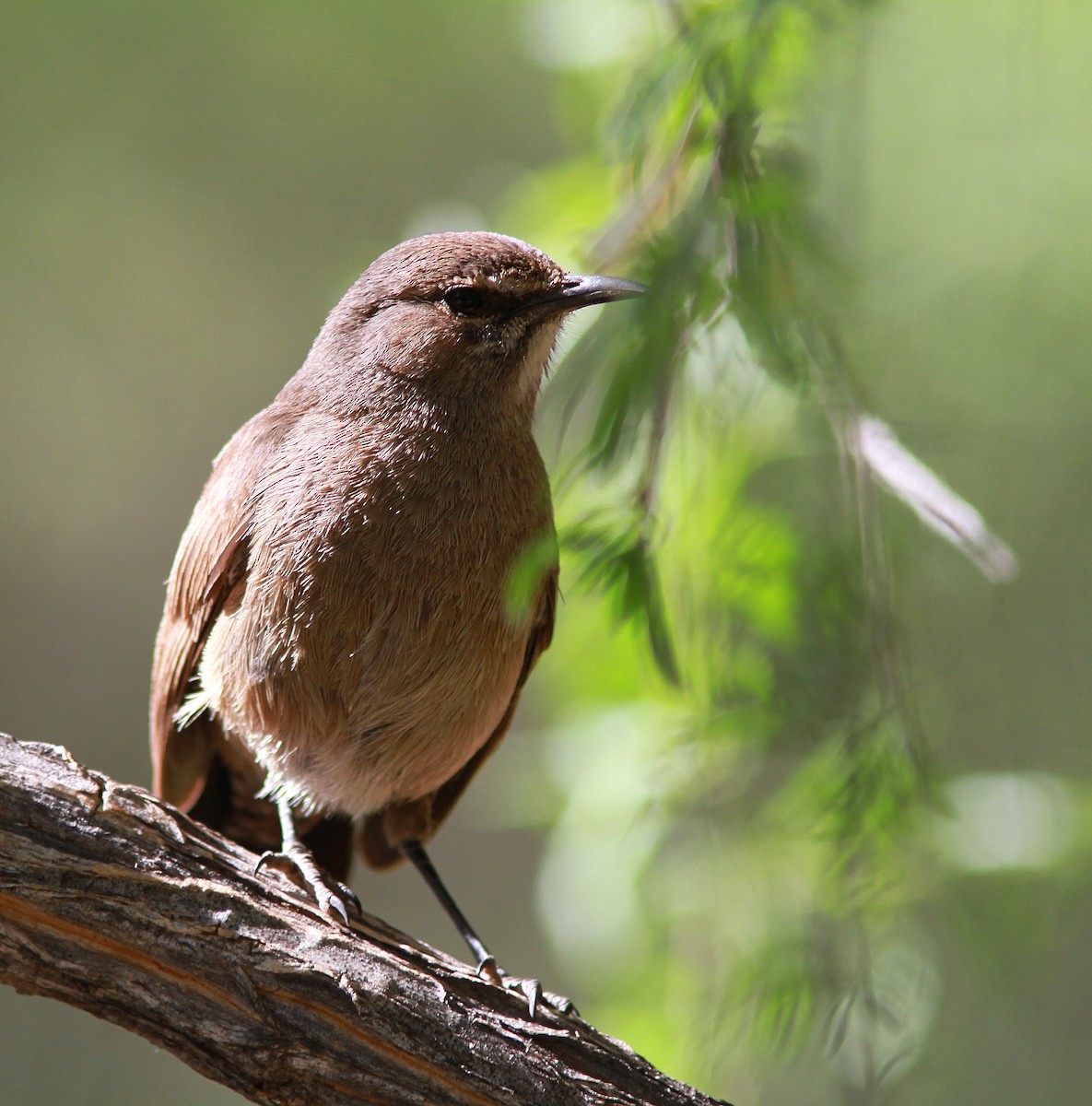 Karoo Scrub-Robin - ML105916121