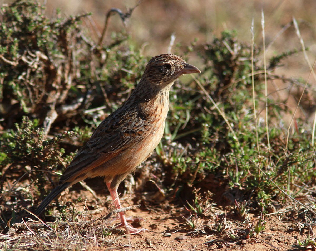 Eastern Clapper Lark - ML105917491