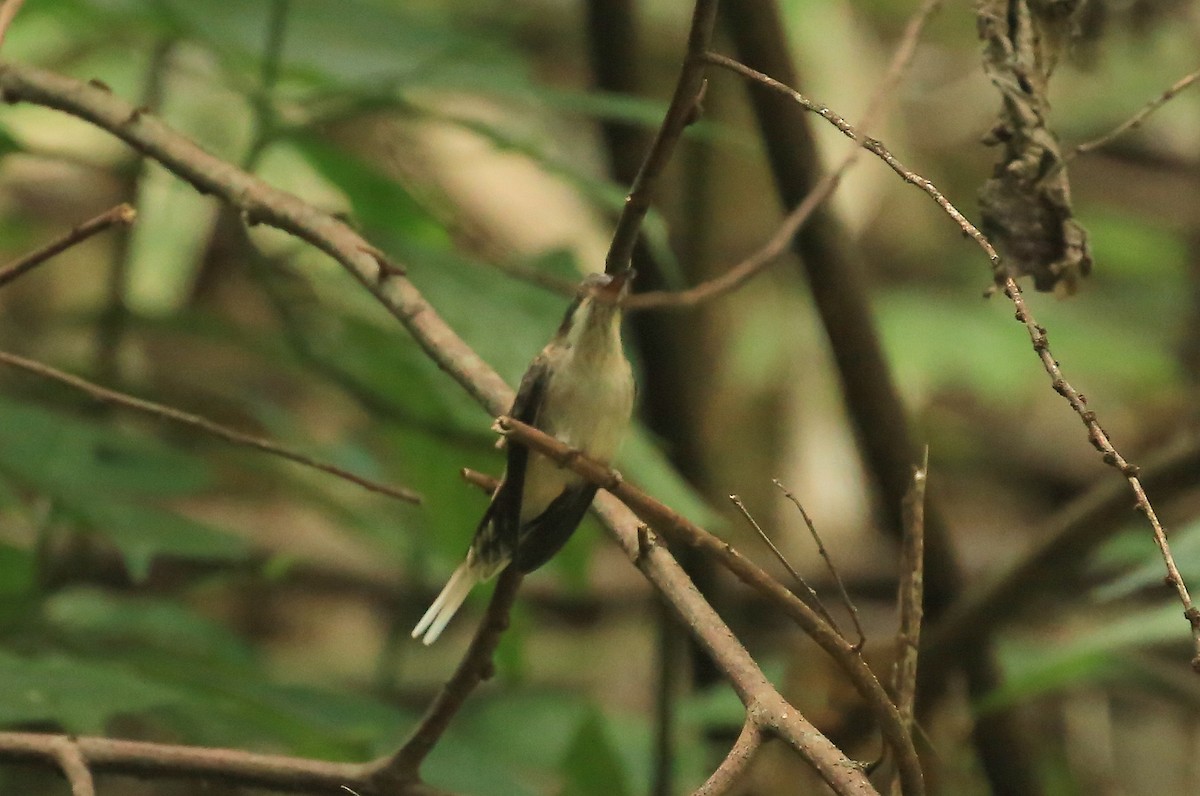 Светлобрюхий колибри-отшельник - ML105918101