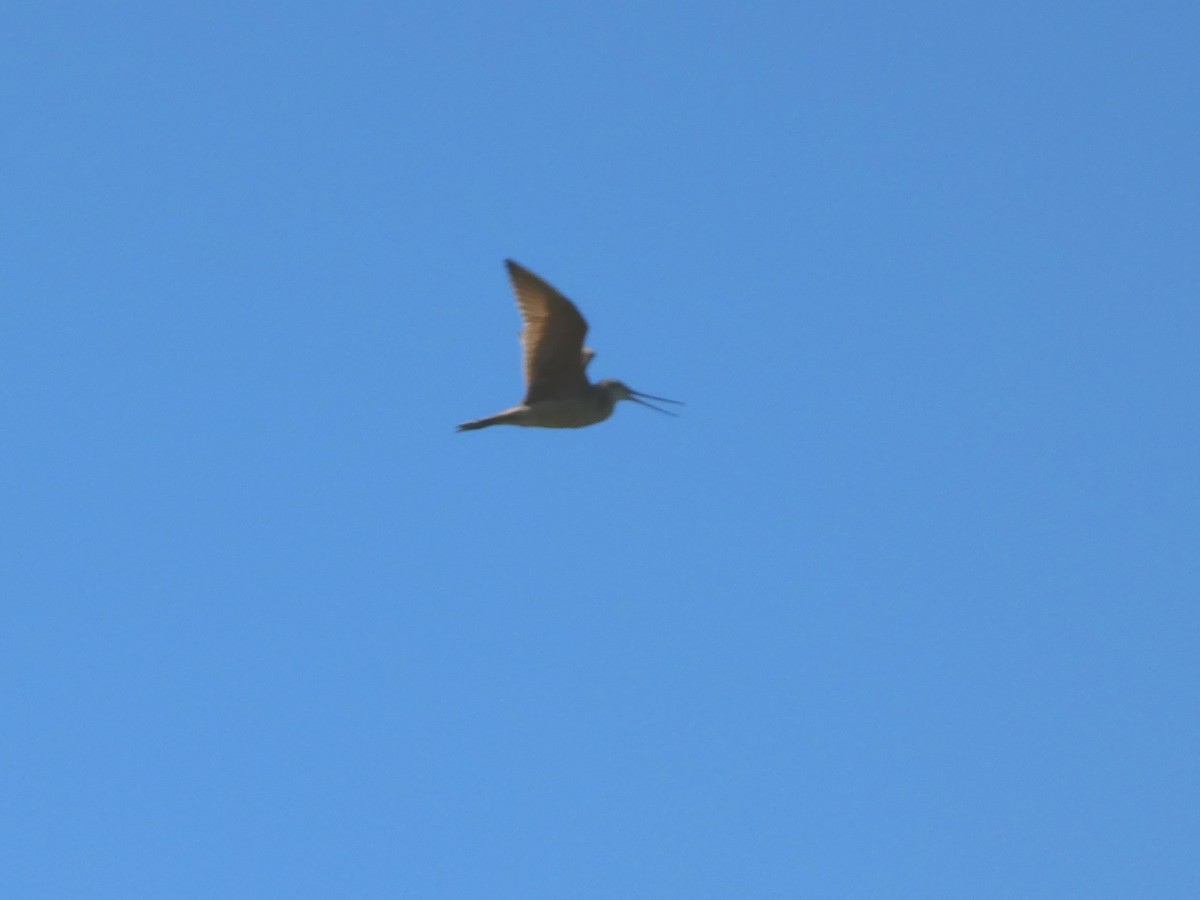 Marbled Godwit - ML105918591