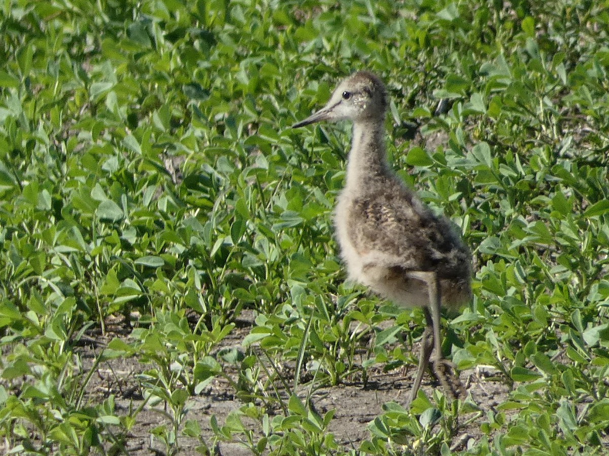 Marbled Godwit - ML105918601