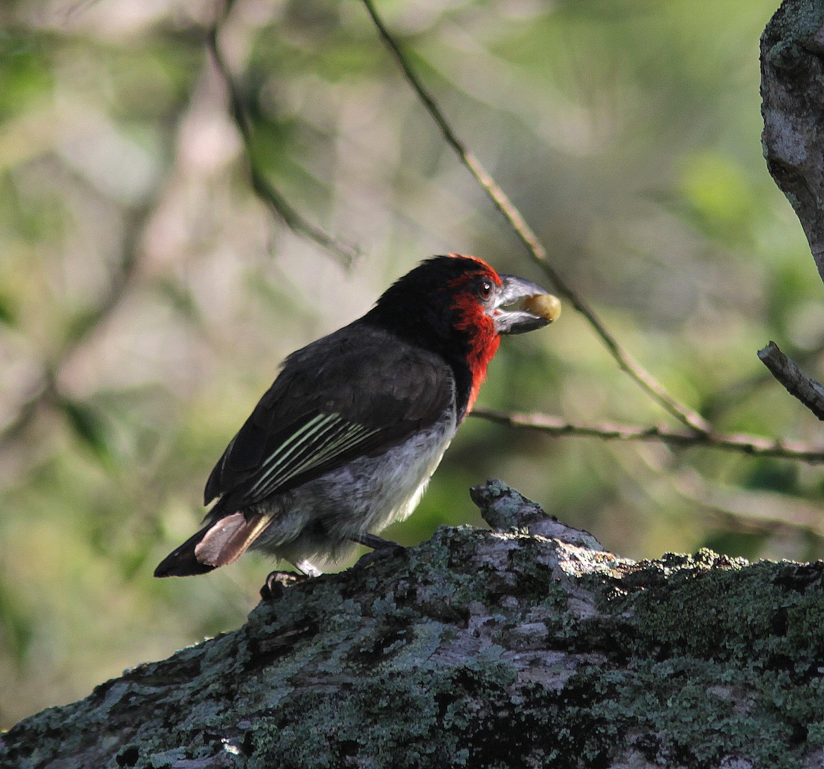 Black-collared Barbet - ML105919131