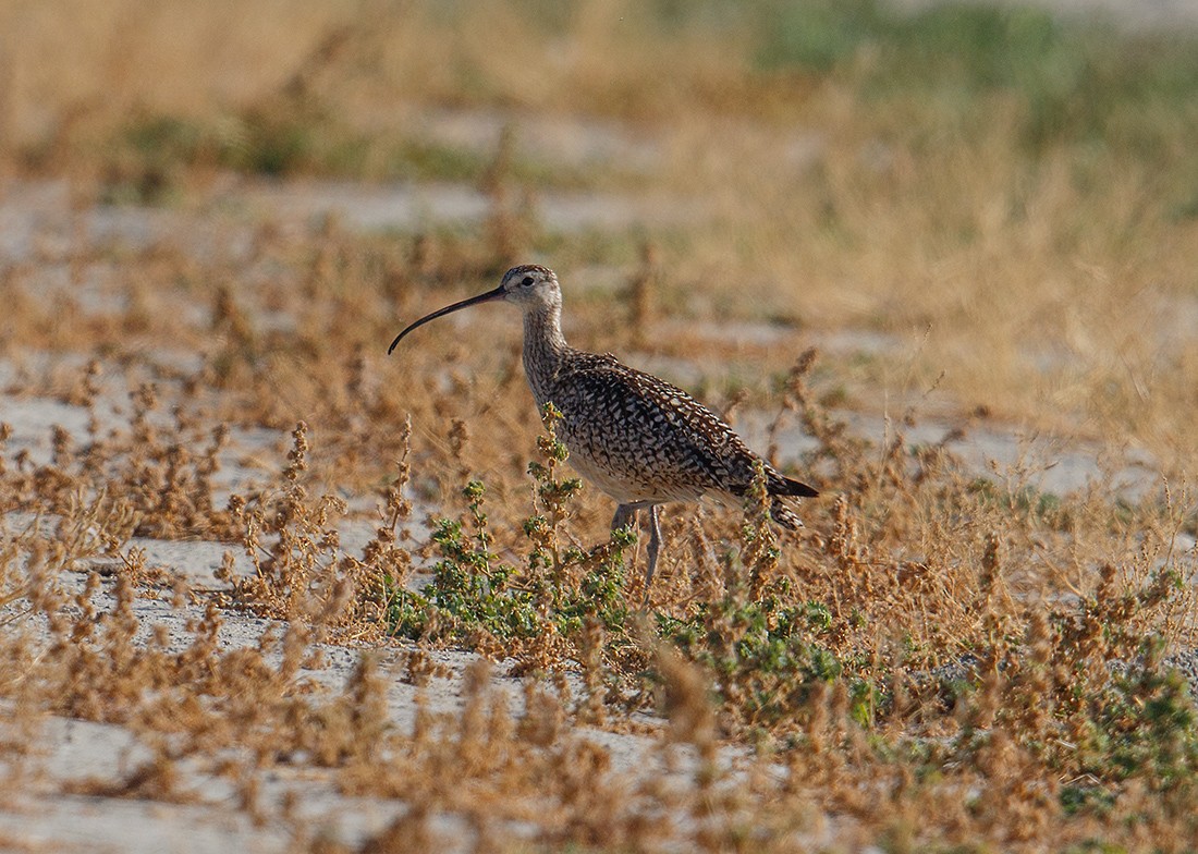 Long-billed Curlew - ML105919861