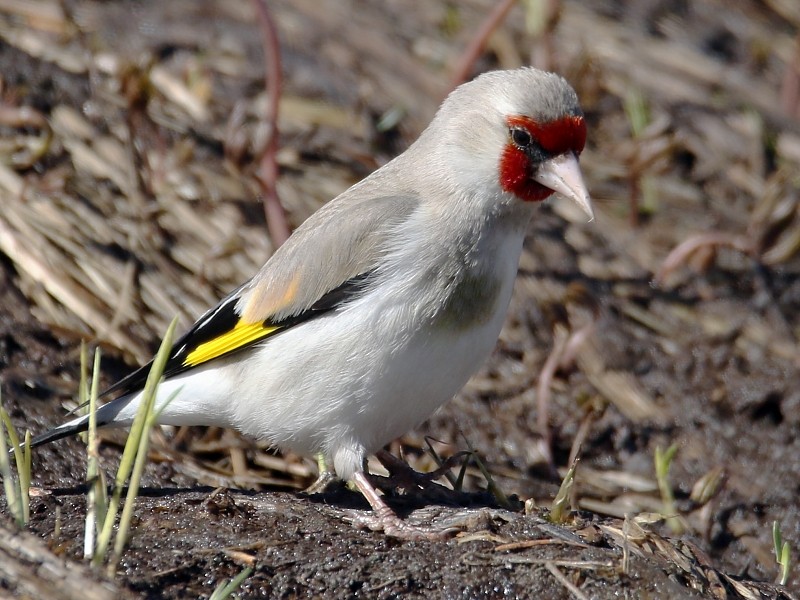 Chardonneret élégant (groupe caniceps) - ML105920491