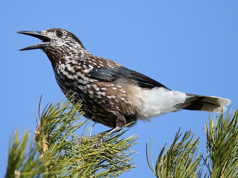 Eurasian Nutcracker (Northern) - ML105920501