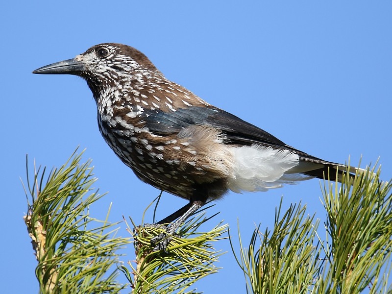 Eurasian Nutcracker (Northern) - ML105920511