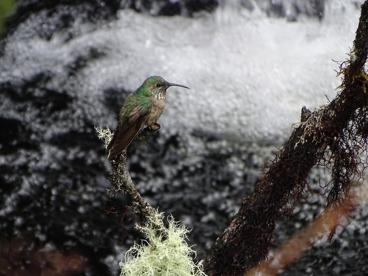 Blue-throated Hillstar - ML105921501