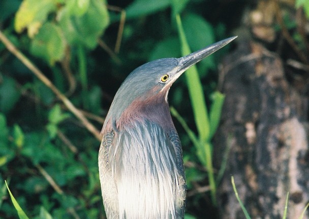 Green Heron - Nick Anich