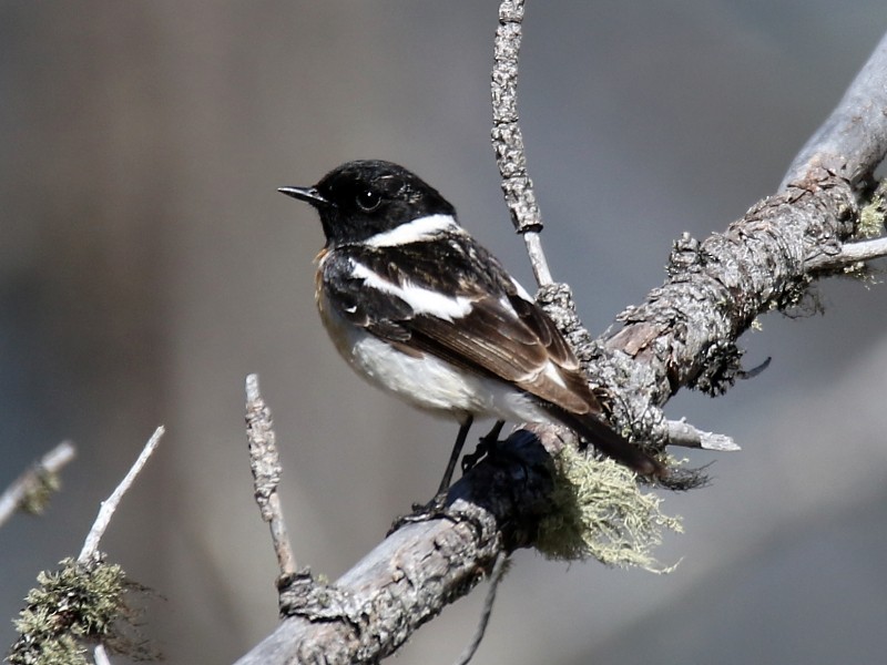 Siberian Stonechat (Siberian) - Pavel Parkhaev