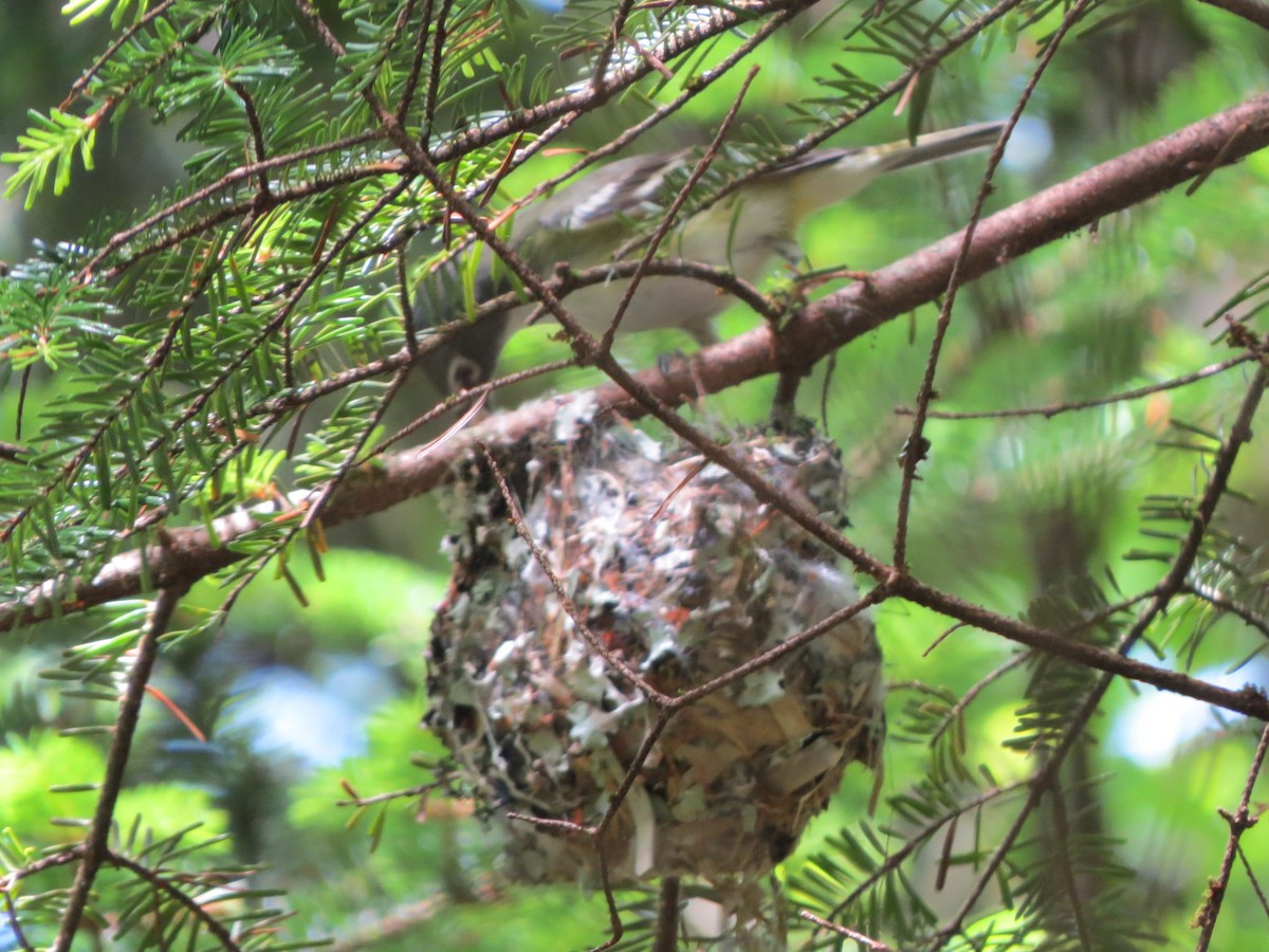 Blue-headed Vireo - ML105924981