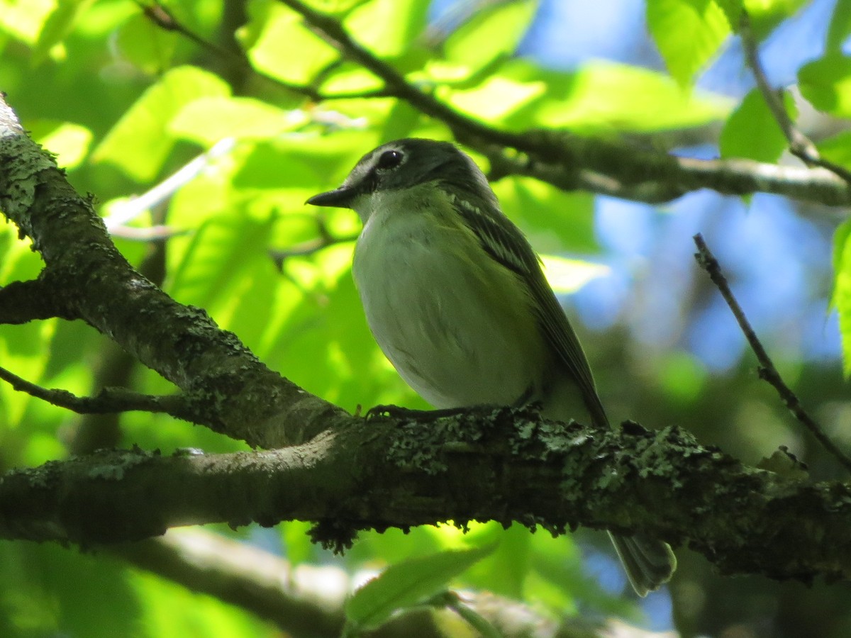 Blue-headed Vireo - ML105925001