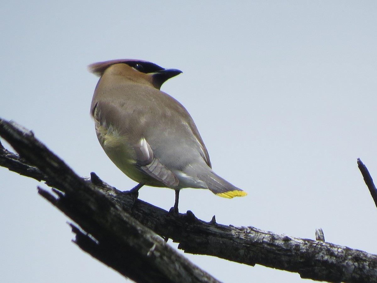 Cedar Waxwing - ML105925081