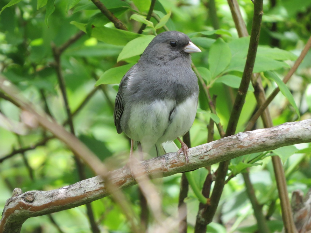 Dark-eyed Junco (Slate-colored) - ML105925201