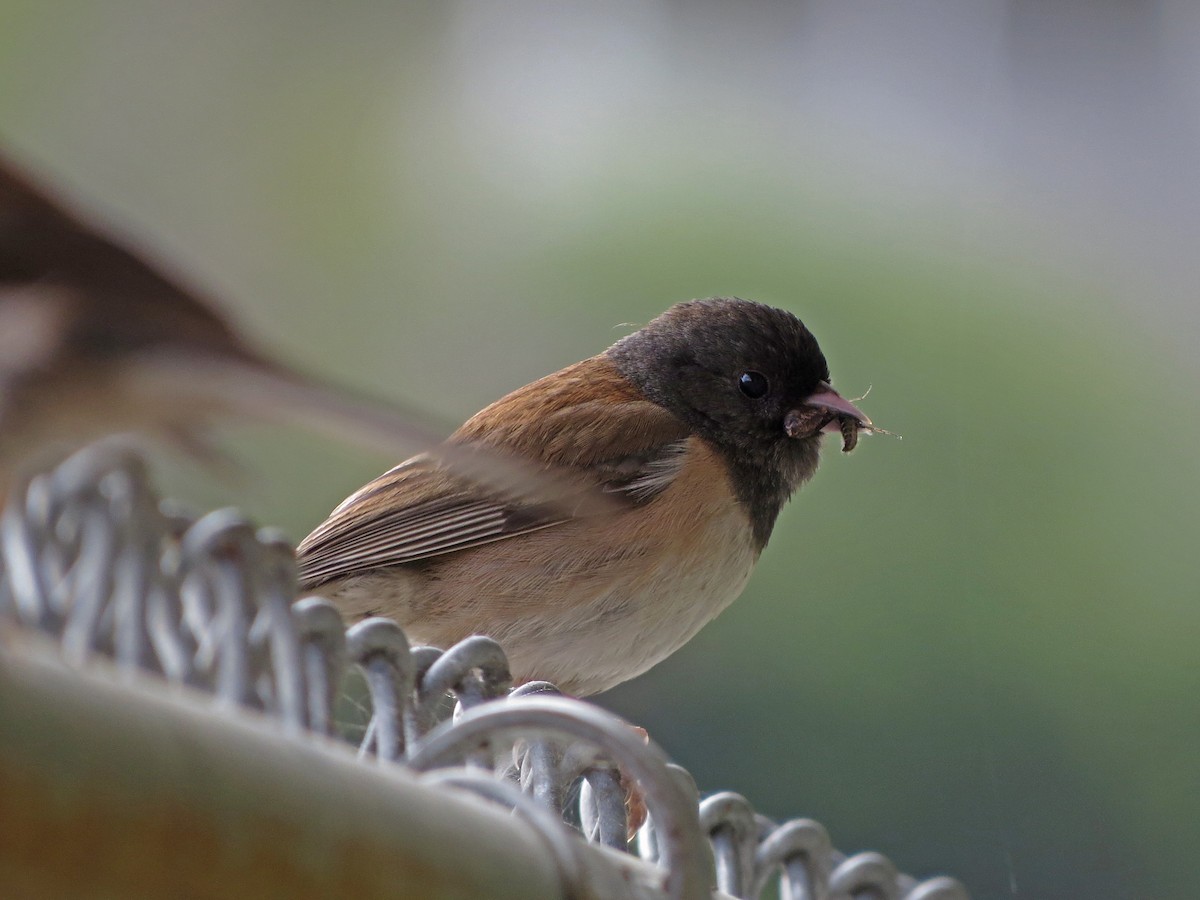 Junco ardoisé (groupe oreganus) - ML105925421