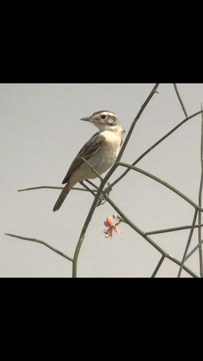 White-browed Bushchat - ML105926051