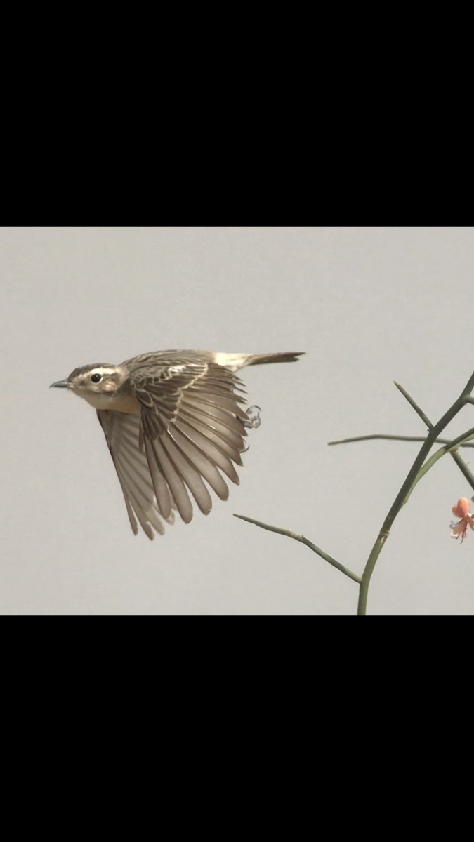 White-browed Bushchat - ML105926061
