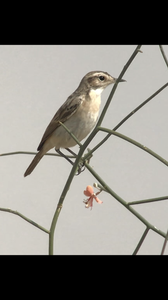 White-browed Bushchat - ML105926081