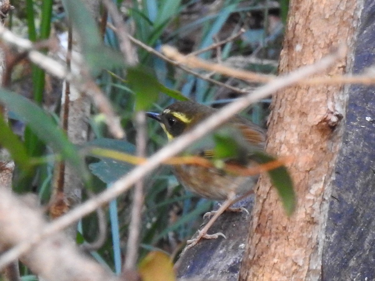 Séricorne à gorge jaune - ML105927191