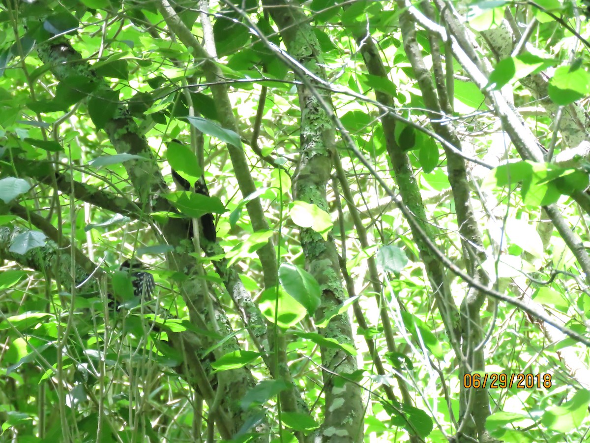 Downy Woodpecker - ML105927281