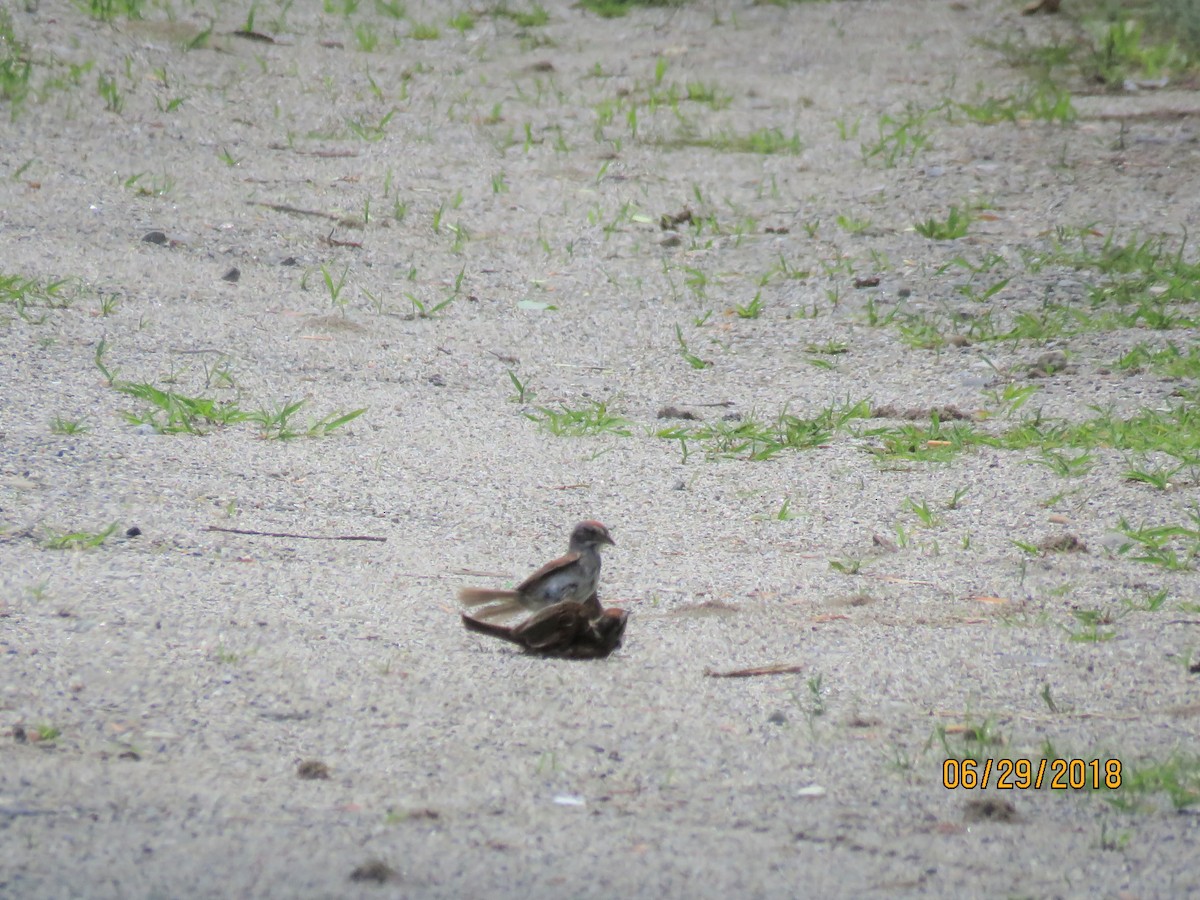 Chipping Sparrow - ML105927401