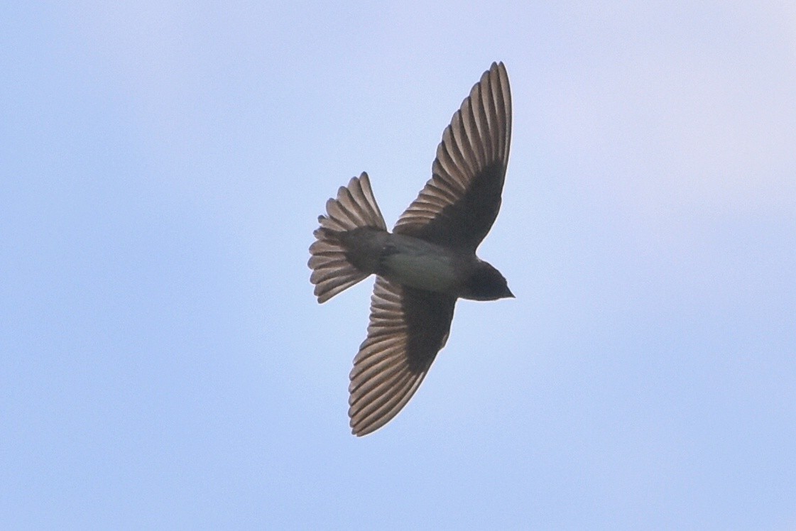 Hirondelle à front blanc - ML105927821