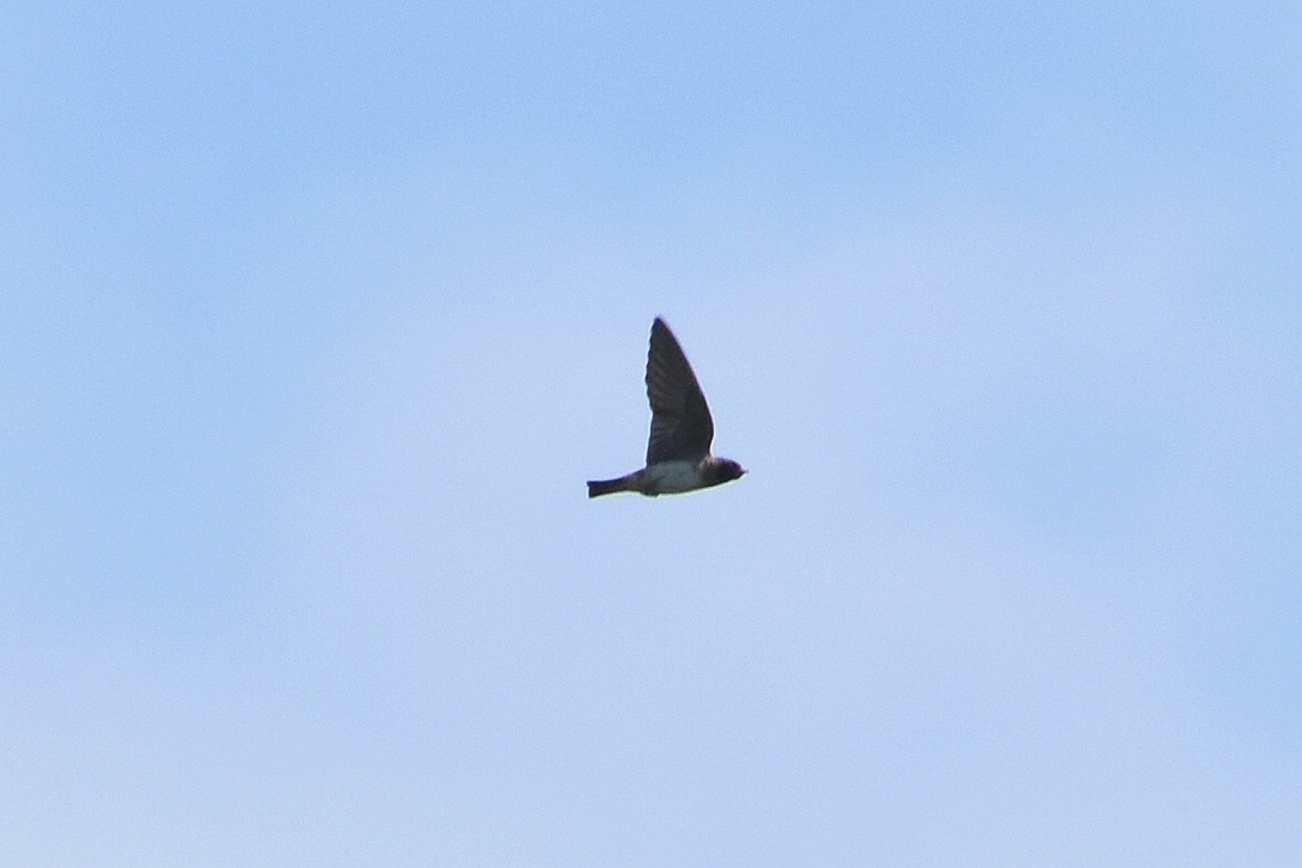 Cliff Swallow - ML105927841