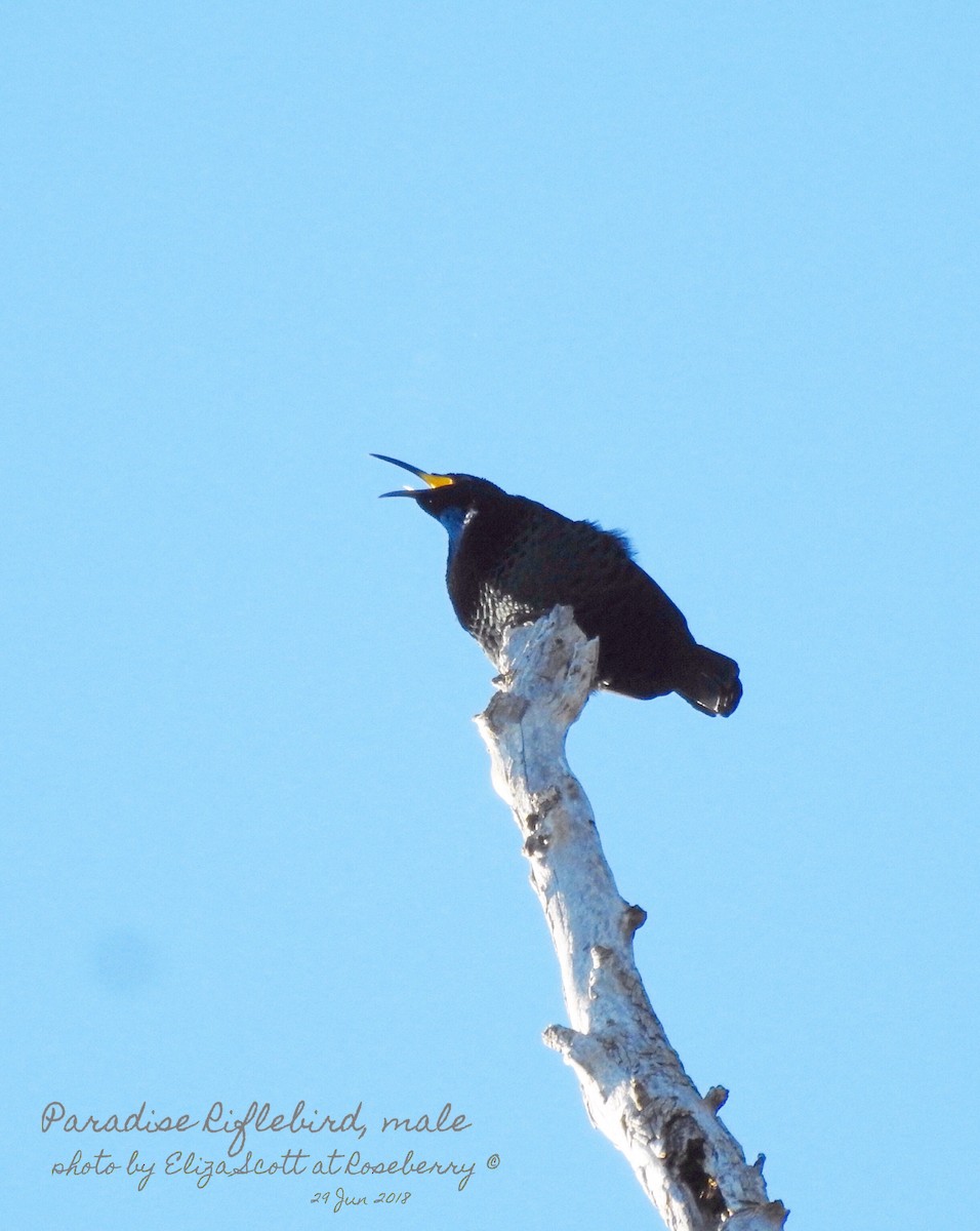 Paradise Riflebird - ML105927981