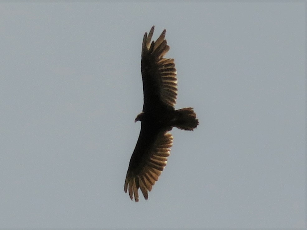 Turkey Vulture - ML105928241