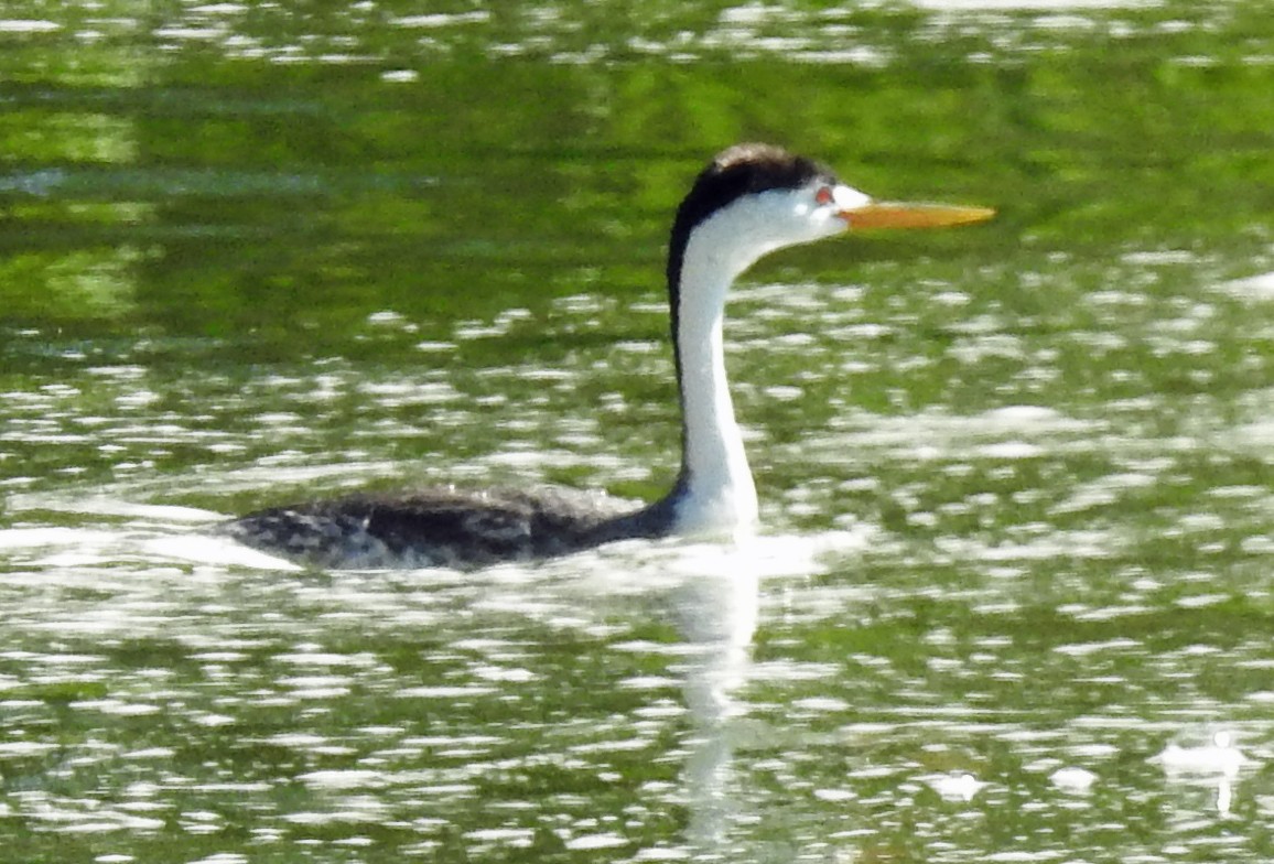 Clark's Grebe - ML105929581