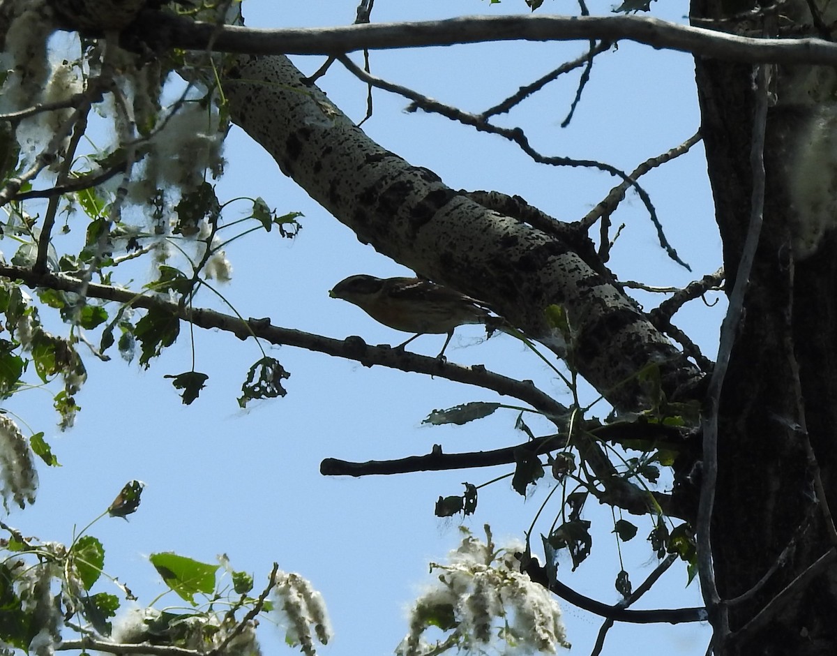 Black-headed Grosbeak - ML105929941