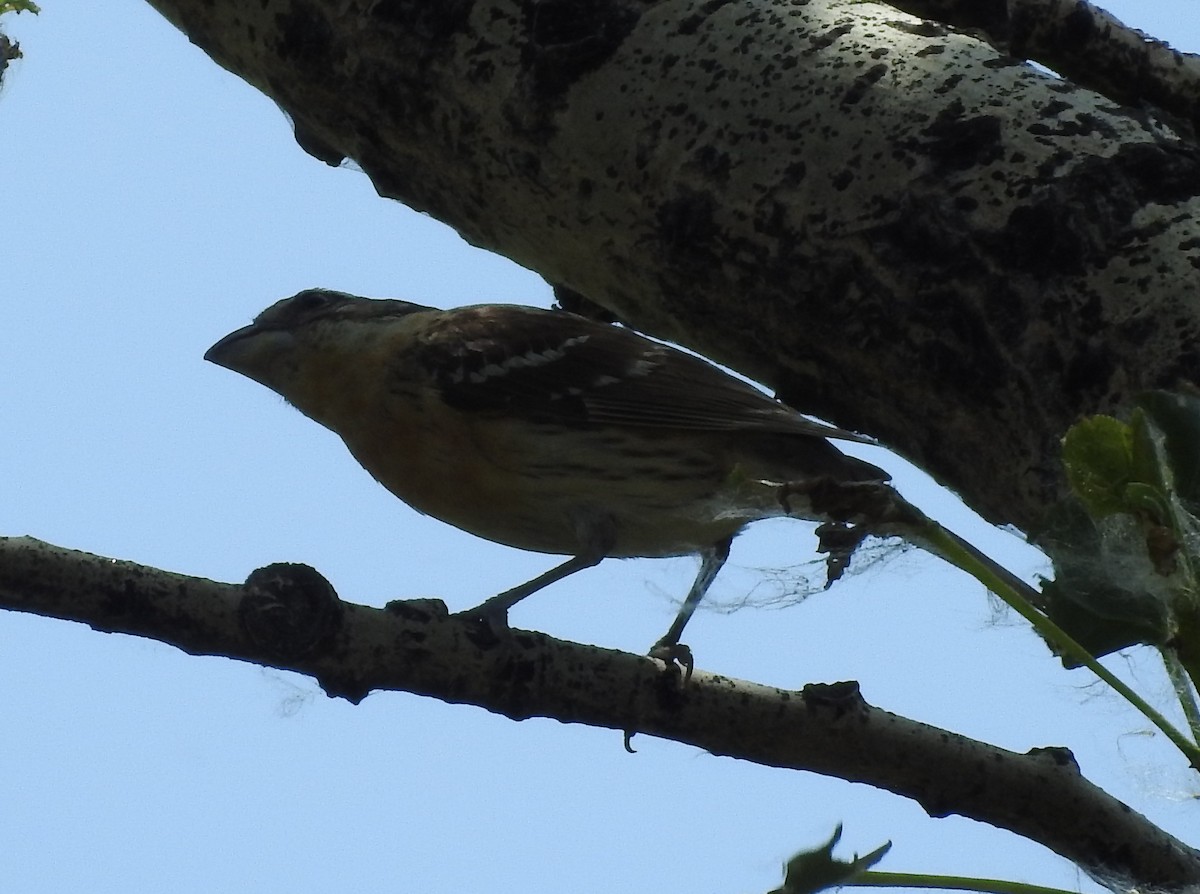 Black-headed Grosbeak - ML105929981