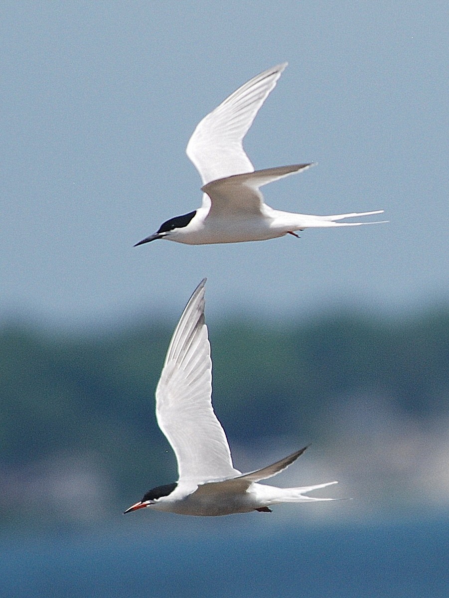 Roseate Tern - Richard Haimes