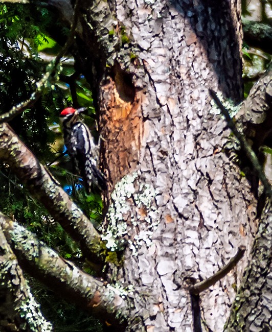 Yellow-bellied Sapsucker - ML105931941