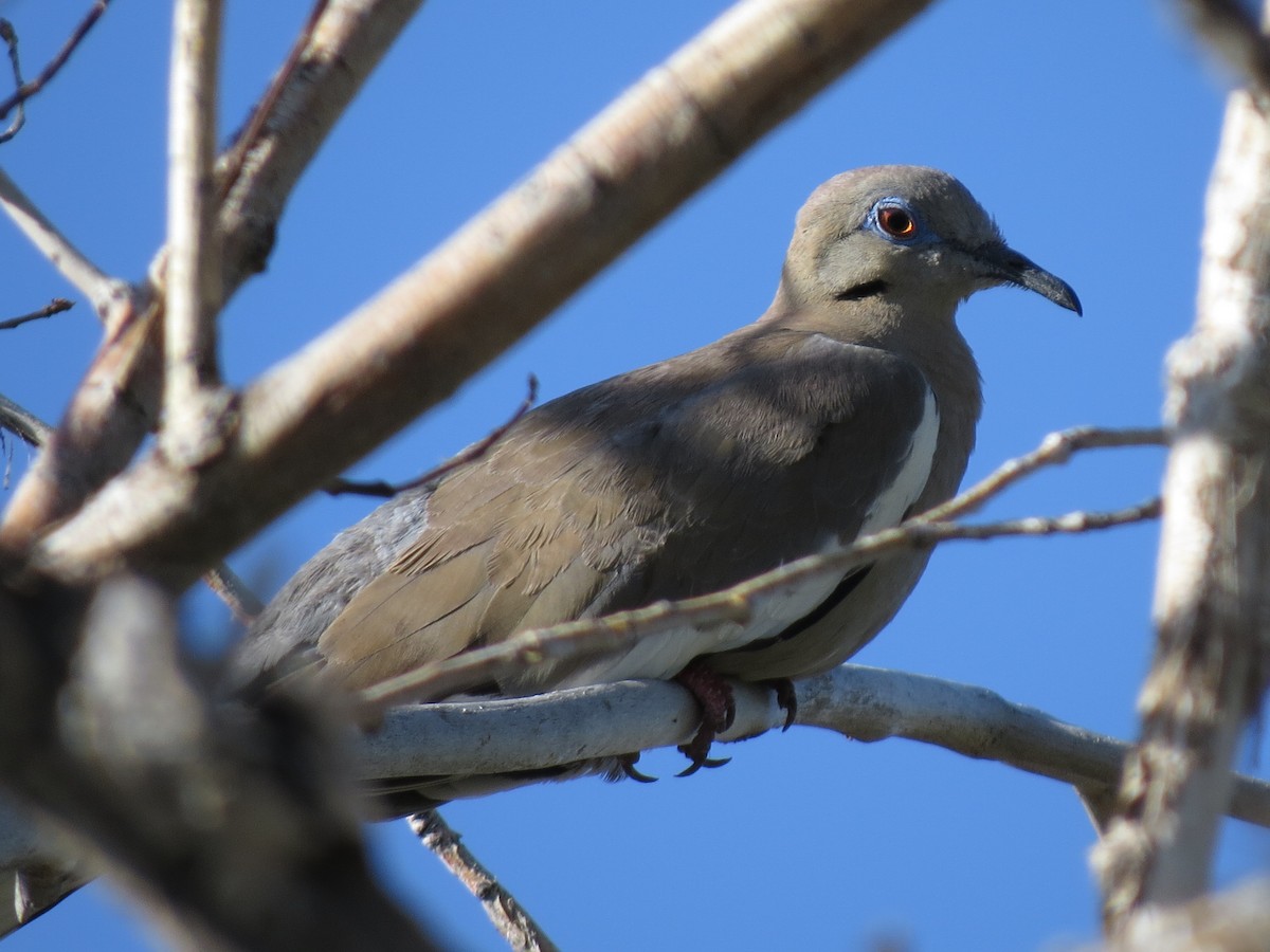 White-winged Dove - Marya Moosman