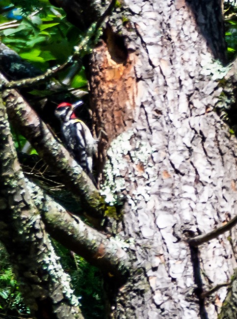 Yellow-bellied Sapsucker - ML105932631