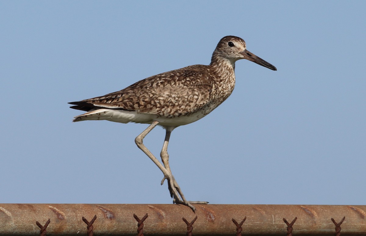 Willet - ML105933001