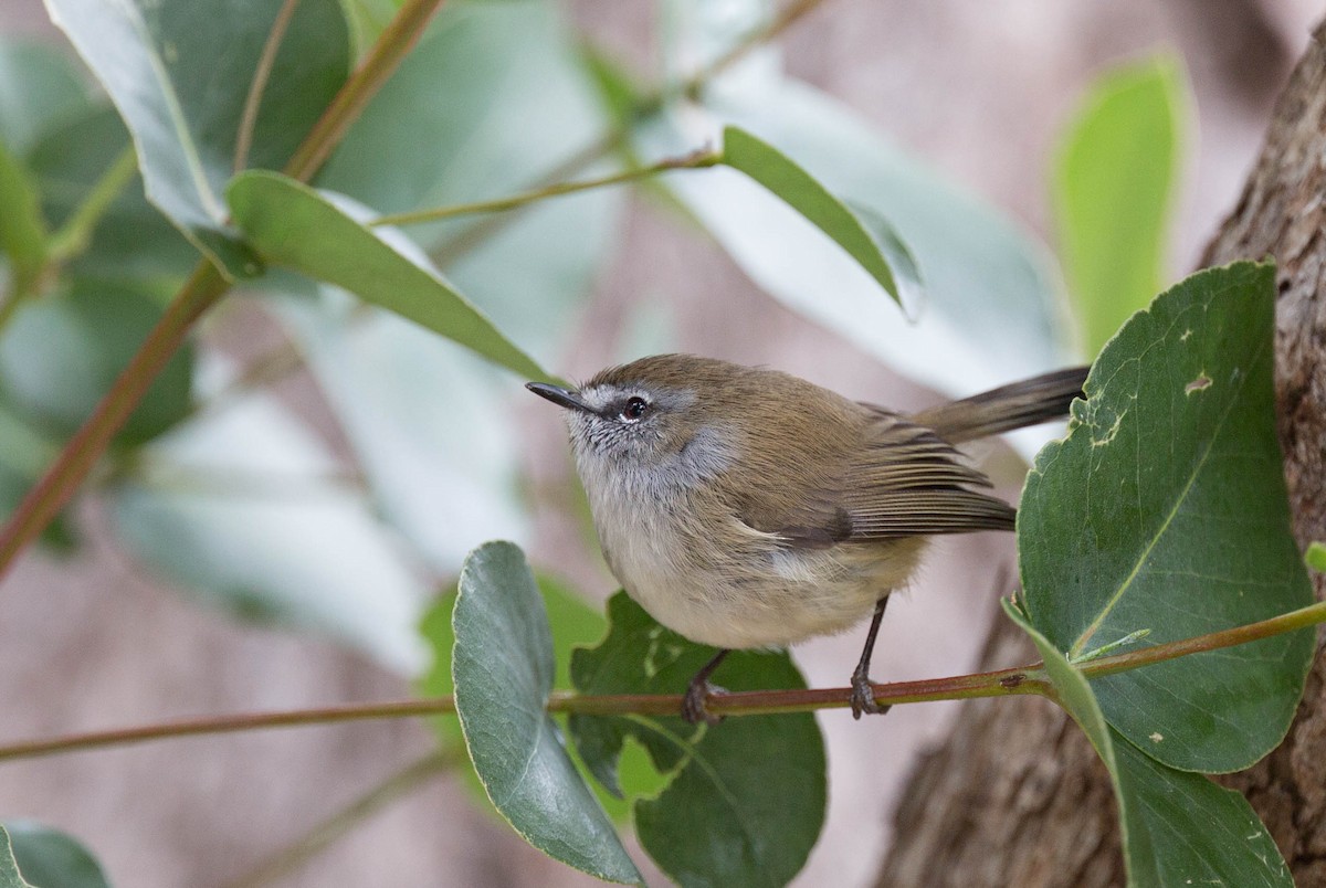 Brown Gerygone - ML105937641