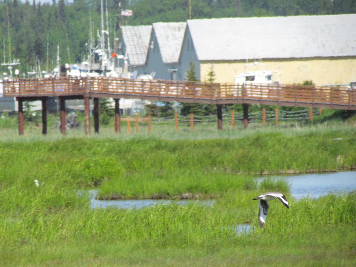 Willet (Western) - Laura Burke