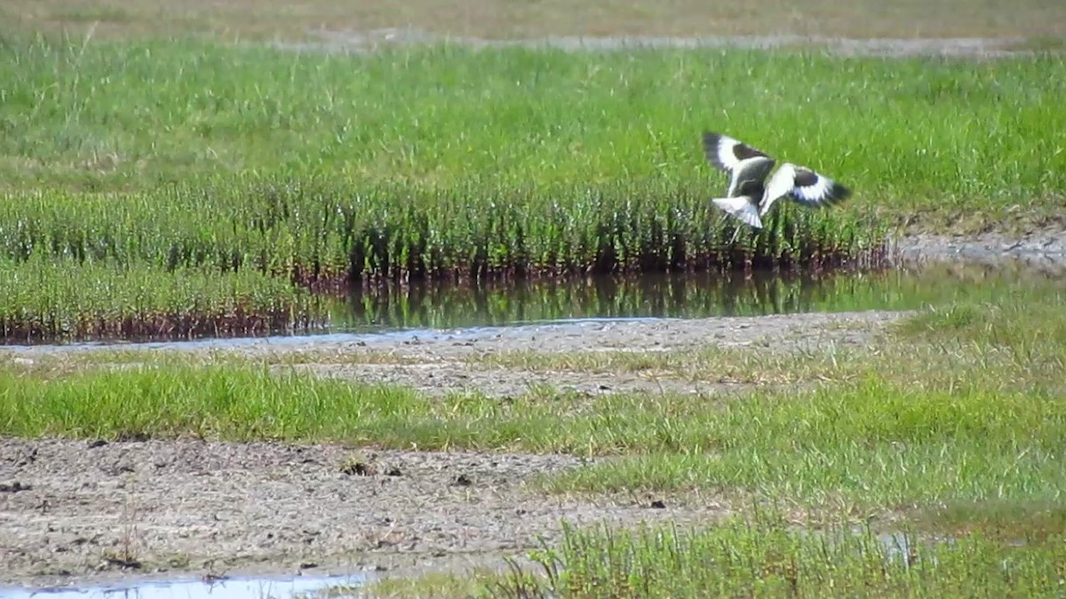 vodouš břehoušovitý (ssp. inornata) - ML105938341