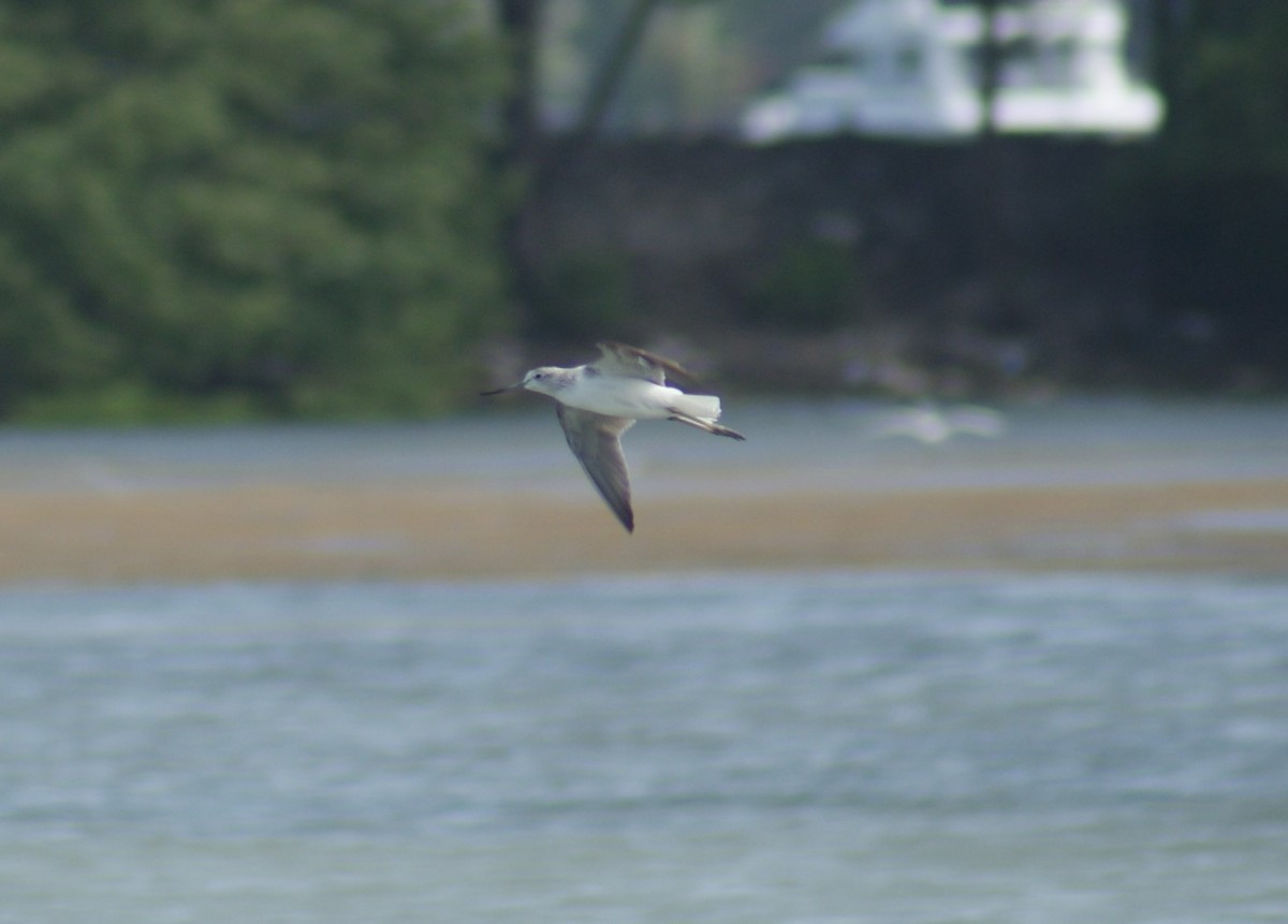 Common Greenshank - Nick Mrvelj