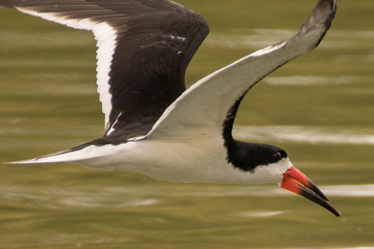 Black Skimmer - ML105942221