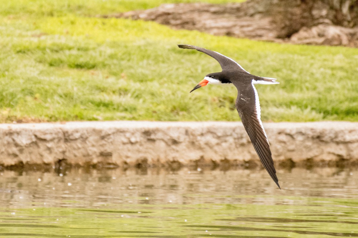 Black Skimmer - ML105942231