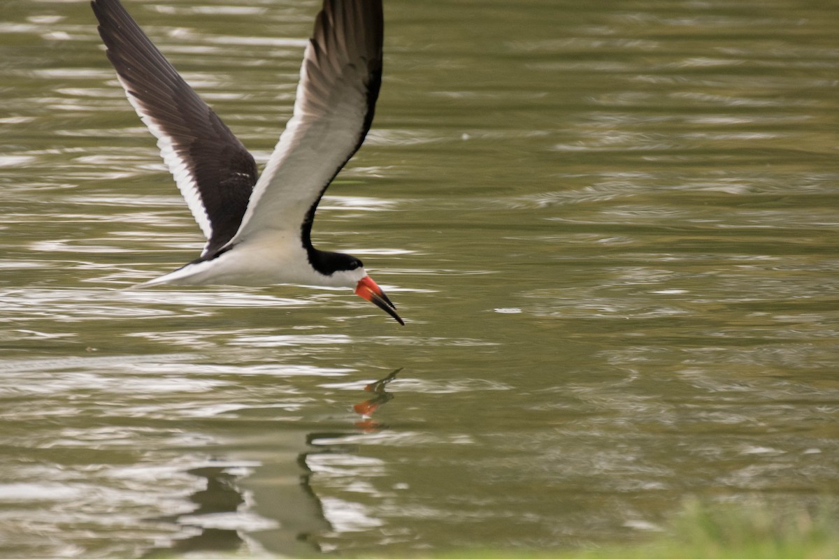 Black Skimmer - ML105942251